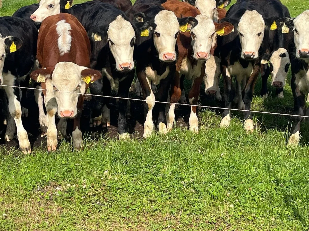 Heifer Weanling - Image 3