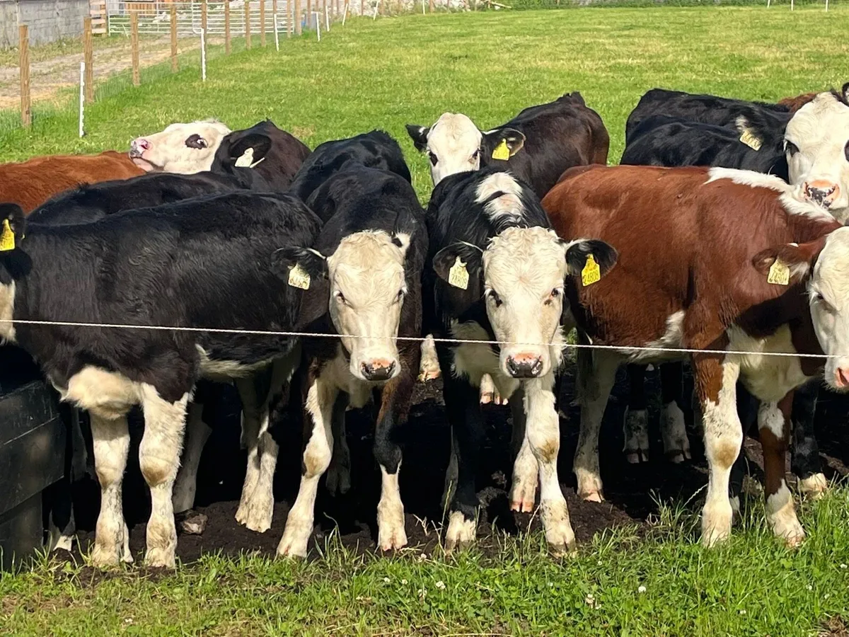 Heifer Weanling - Image 4