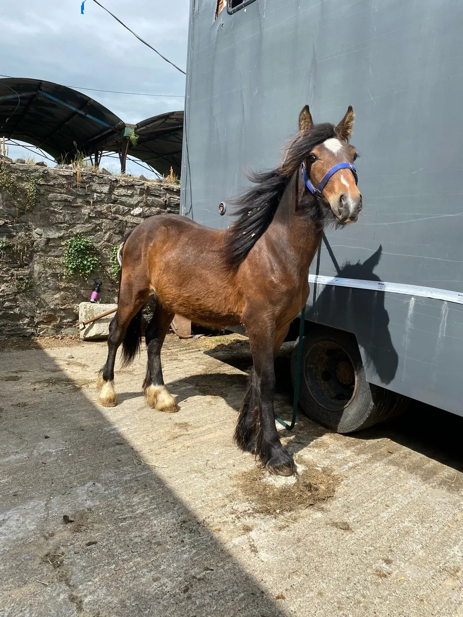 Yearling cob gelding - Image 1