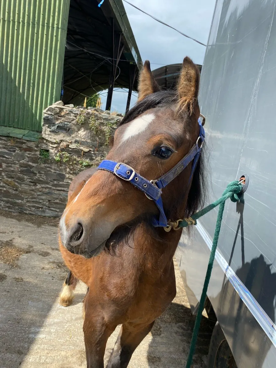 Yearling cob gelding - Image 2