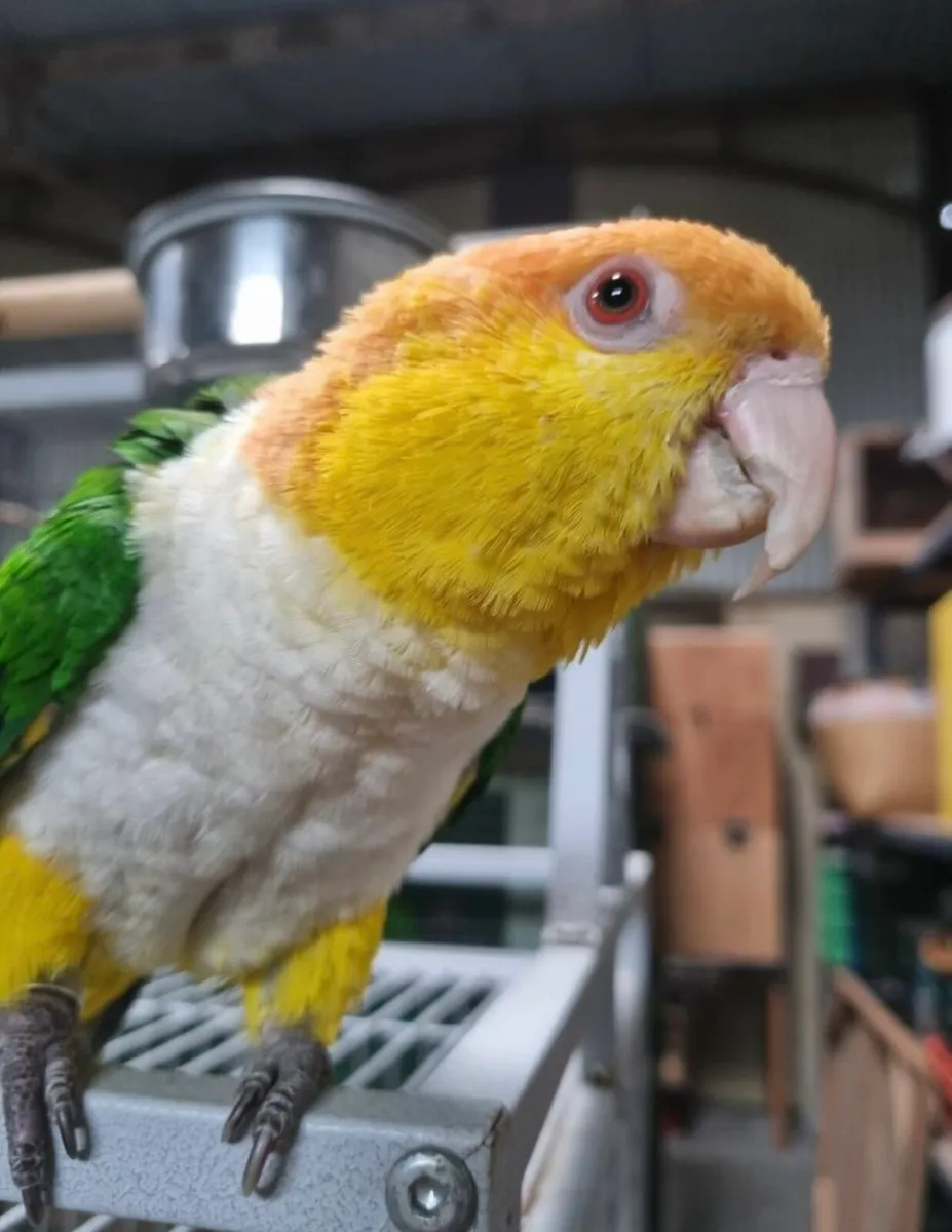 Silly tame baby yellow thighed caique parrot - Image 1