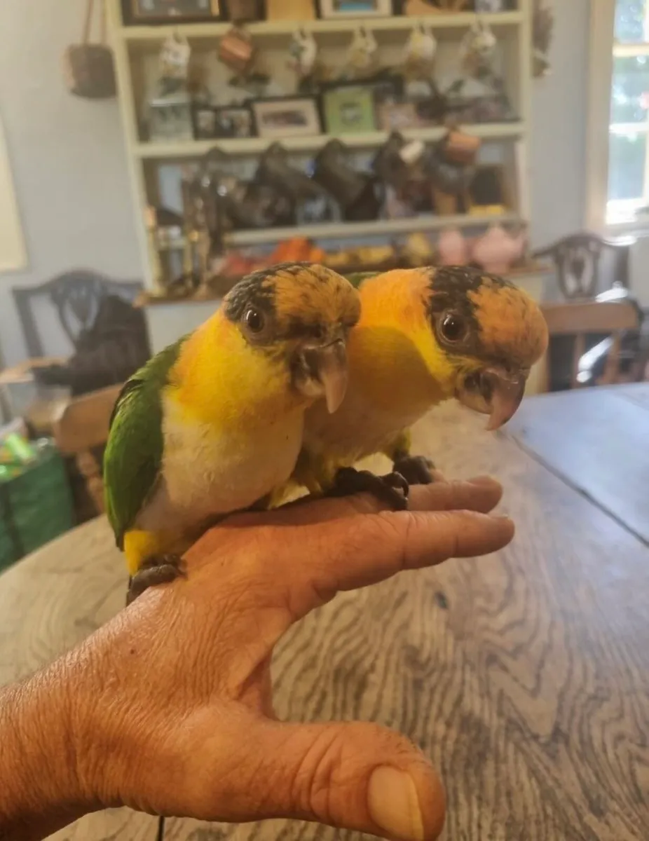 Silly tame baby yellow thighed caique parrot - Image 2
