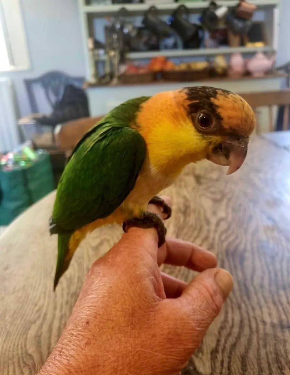 Silly tame baby yellow thighed caique parrot - Image 3