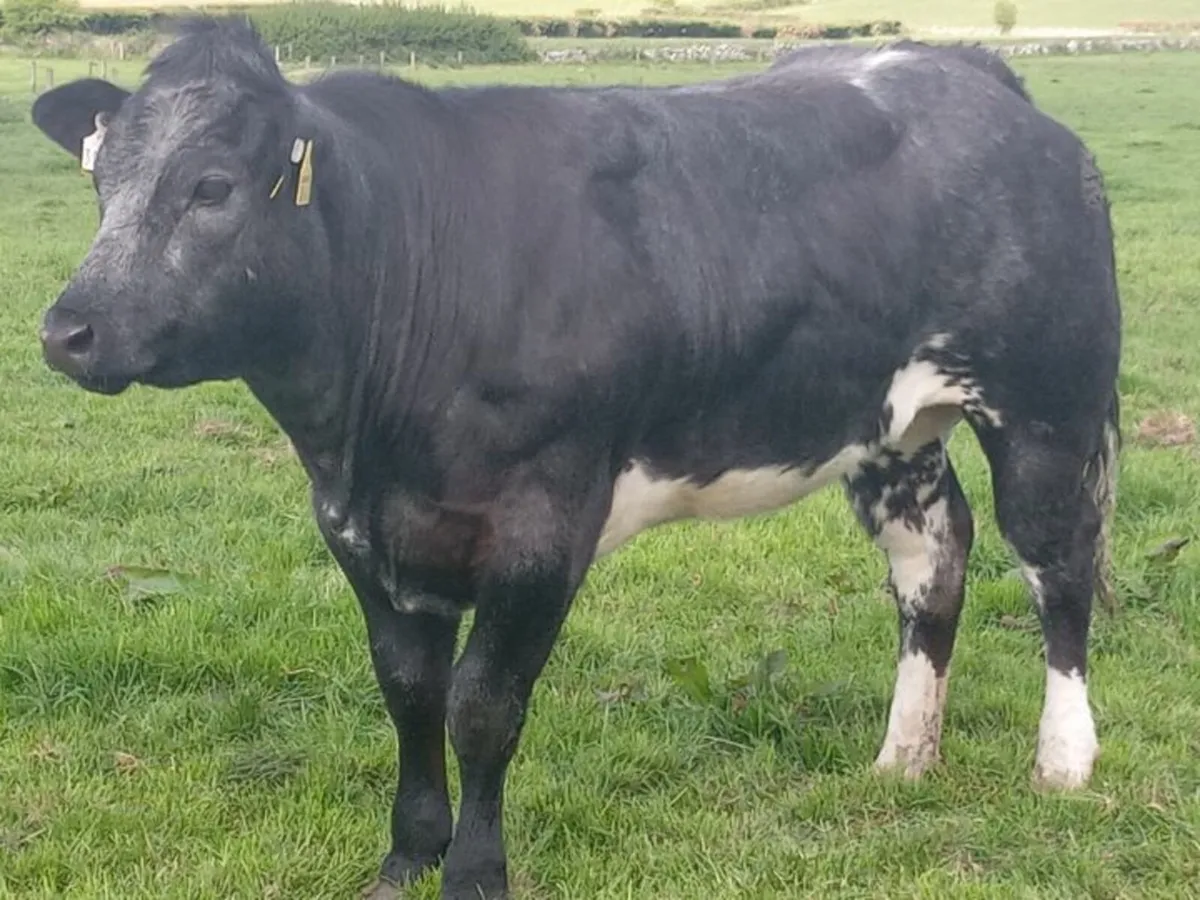 Beef cattle - Image 2