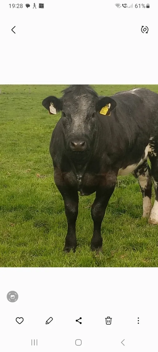 Beef cattle - Image 3