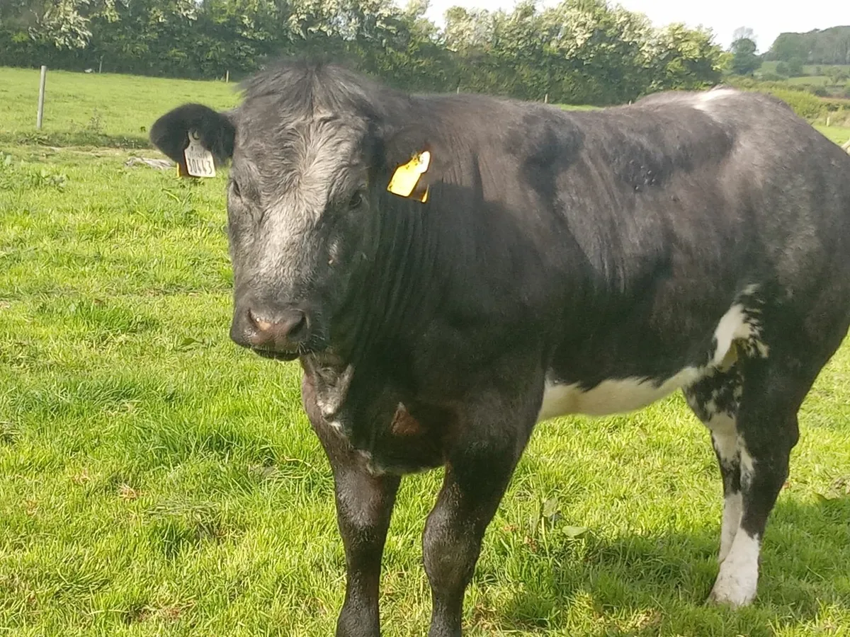 Beef cattle - Image 4