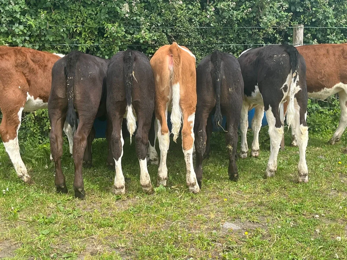 Reared Heifer Calves - Image 1