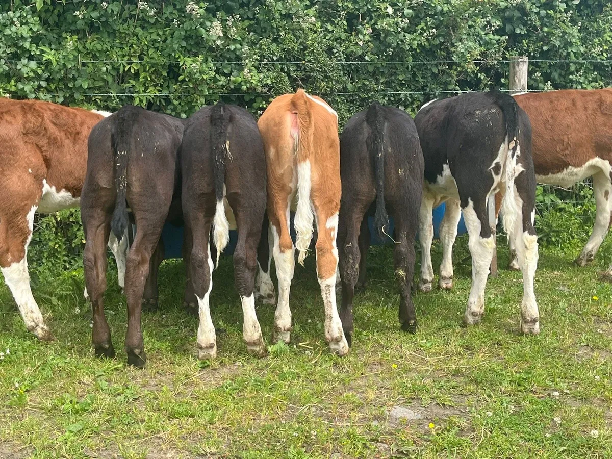 Reared Heifer Calves - Image 2