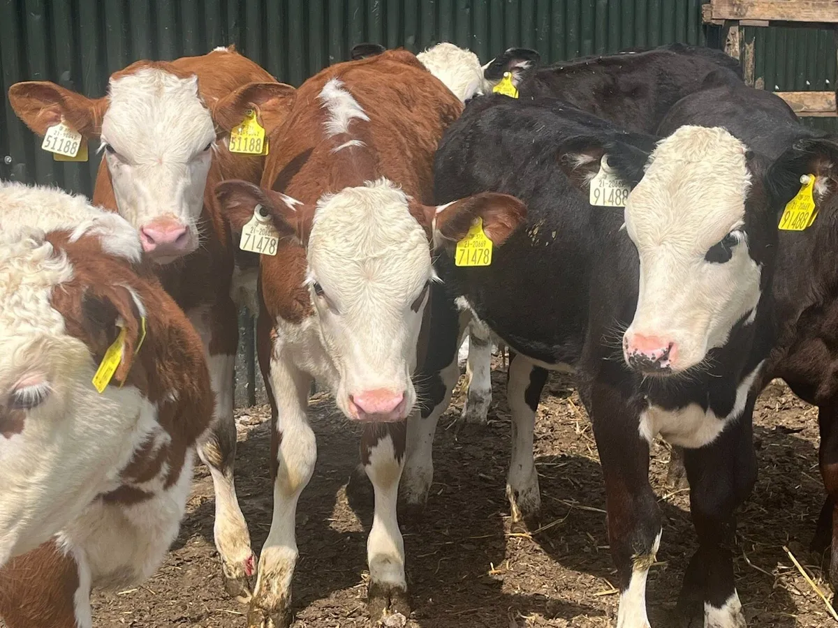 Reared Heifer Calves - Image 3