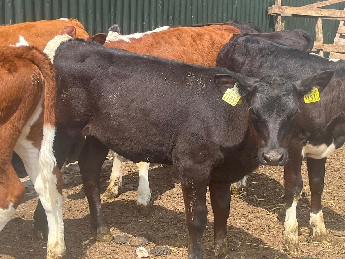 Reared Heifer Calves - Image 4