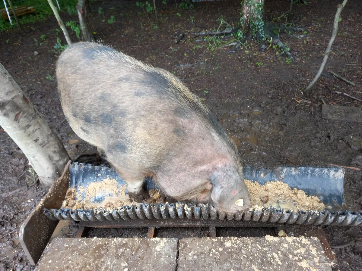 Oxford sandy and black sows - Image 1