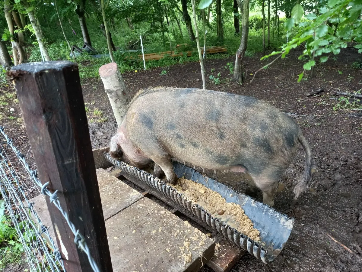 Oxford sandy and black sows - Image 2