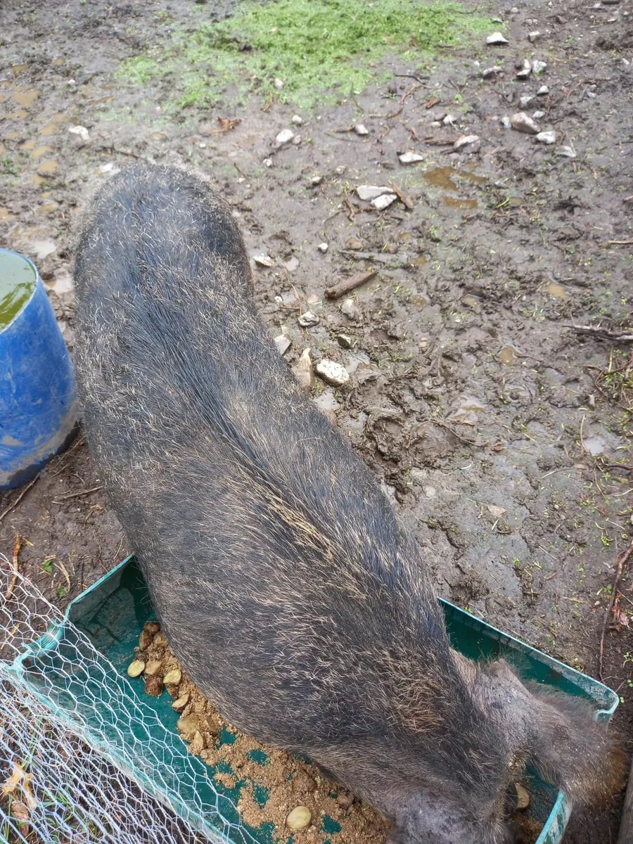 Oxford sandy and black sows - Image 3