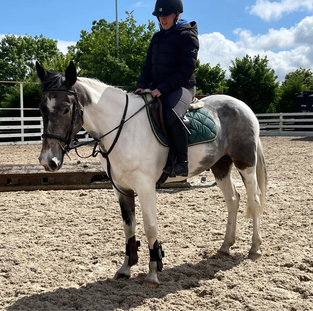 Genuine easy 4 yo Mare - Image 1