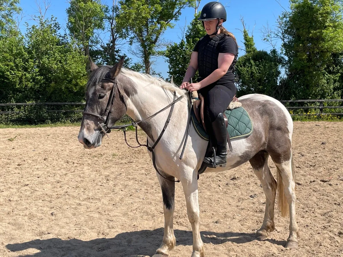 Genuine easy 4 yo Mare - Image 2