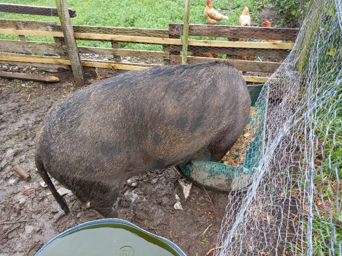 Oxford sandy and black sows - Image 4