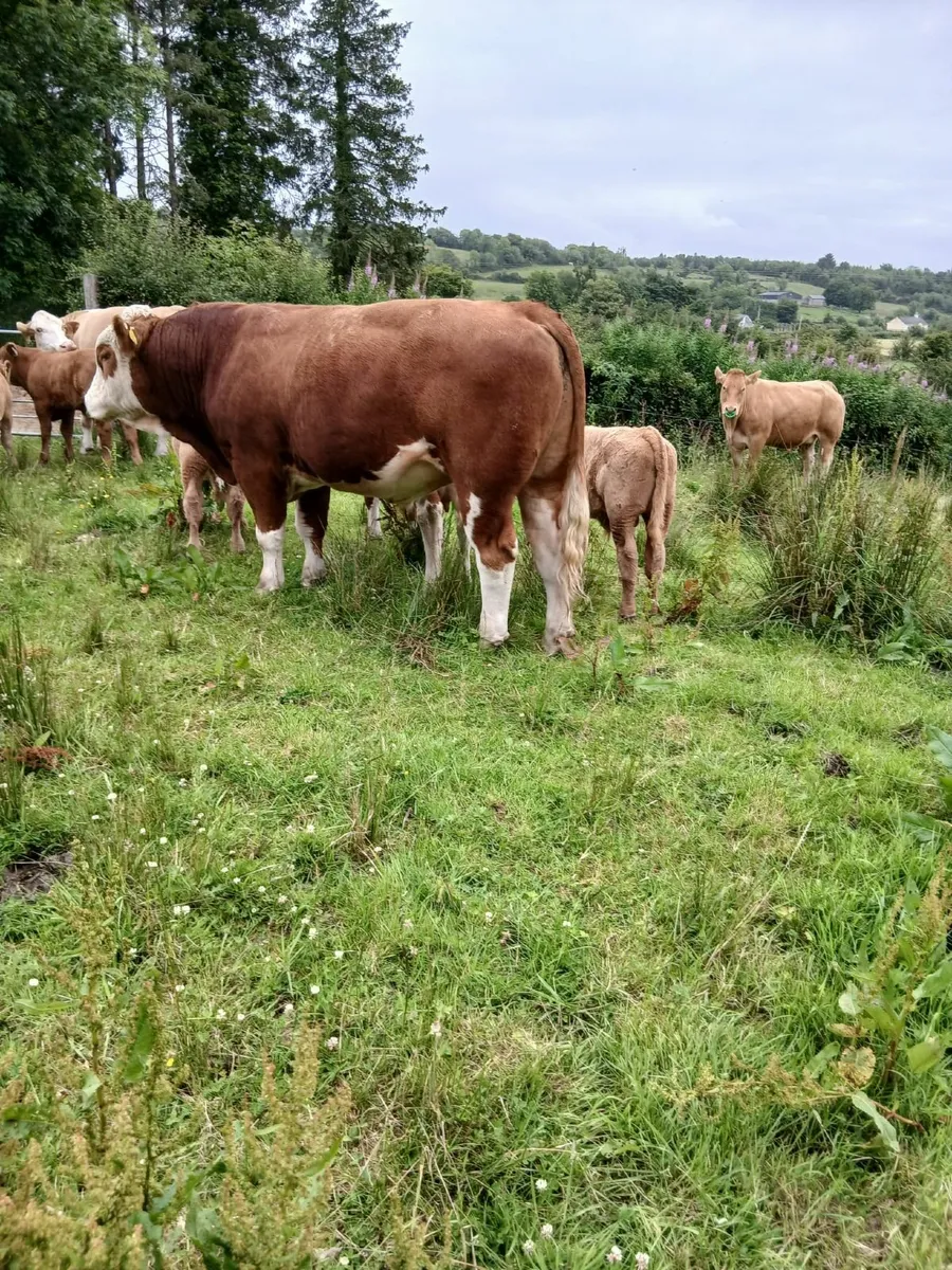Simmental Bull - Image 1