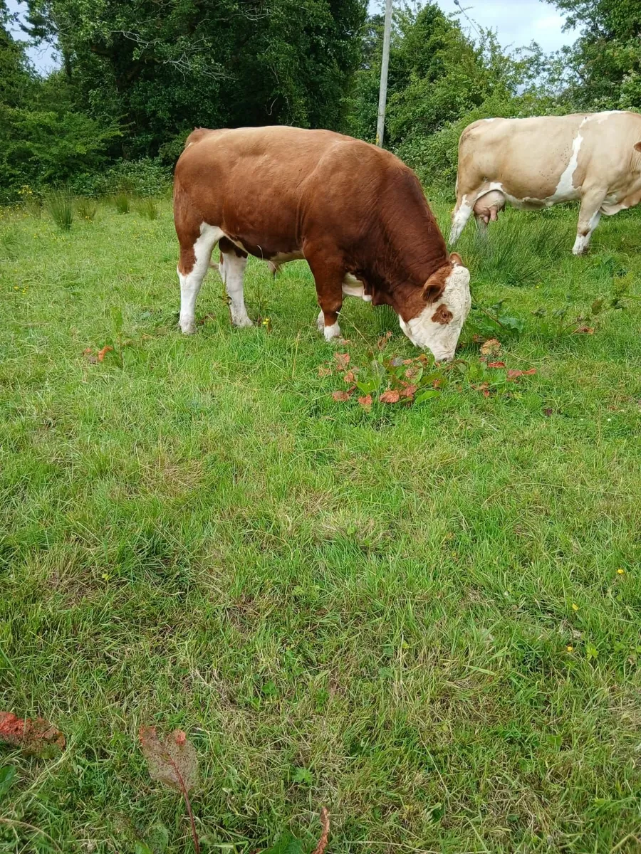 Simmental Bull - Image 2