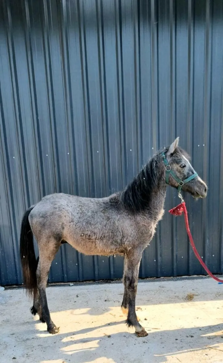 Class 1 conamara colt yearling - Image 1