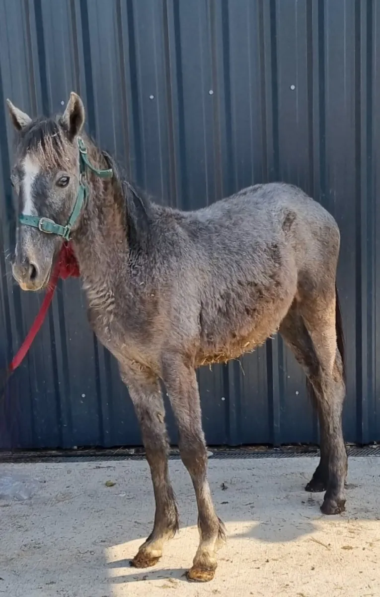 Class 1 conamara colt yearling - Image 2