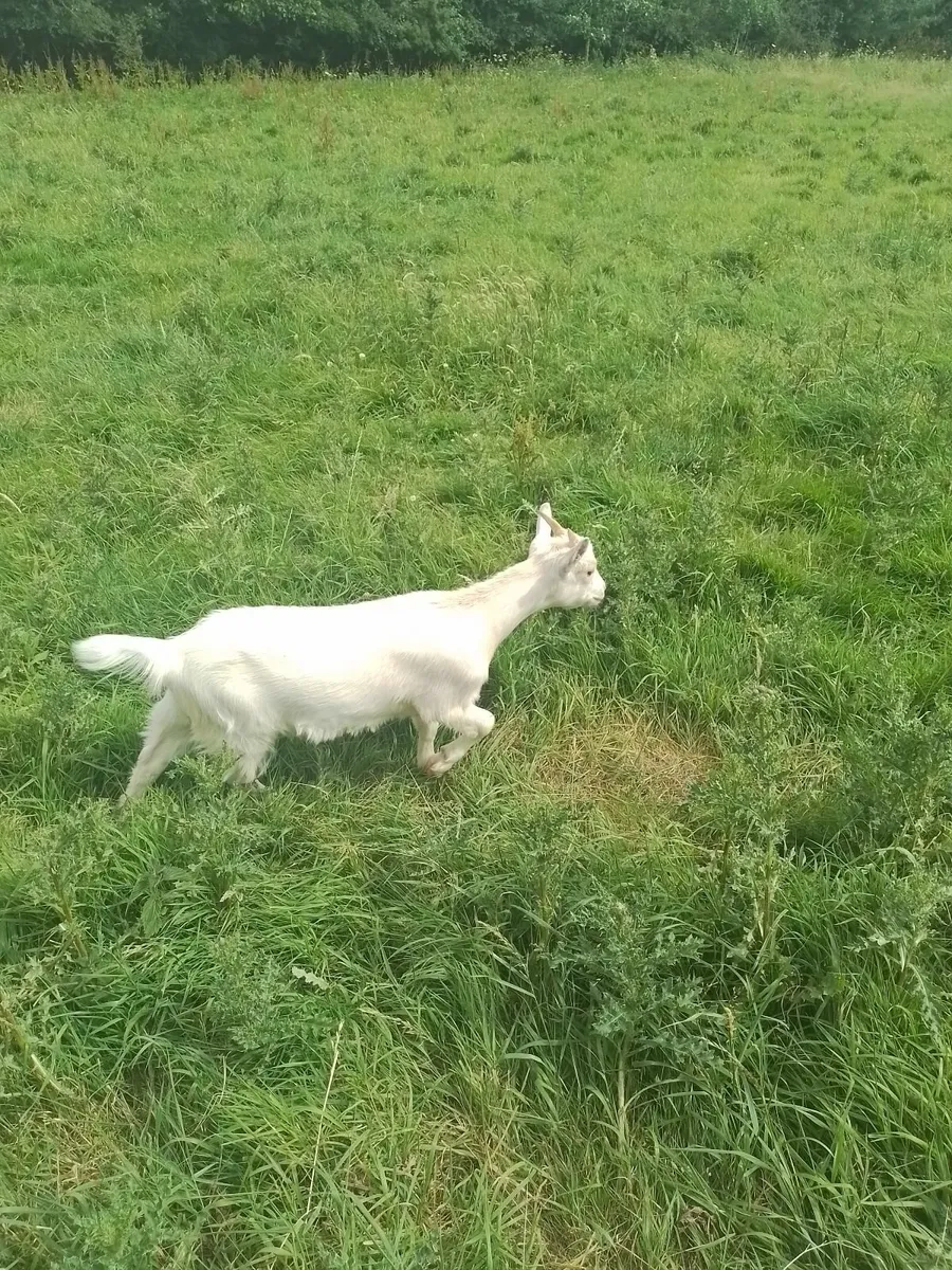 2 young goats - Image 1