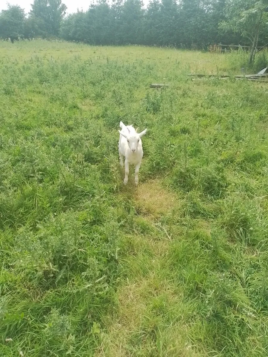 2 young goats - Image 2