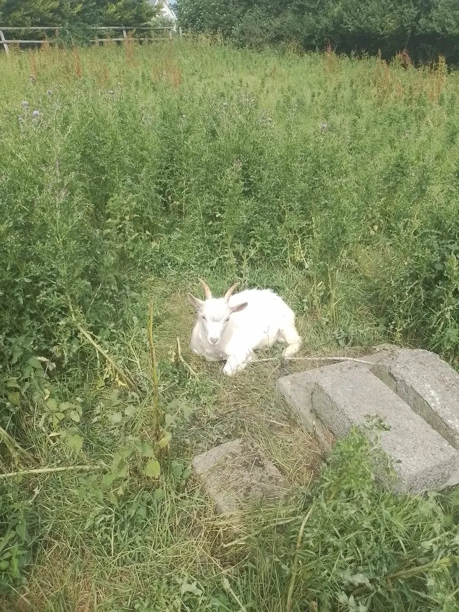 2 young goats - Image 3