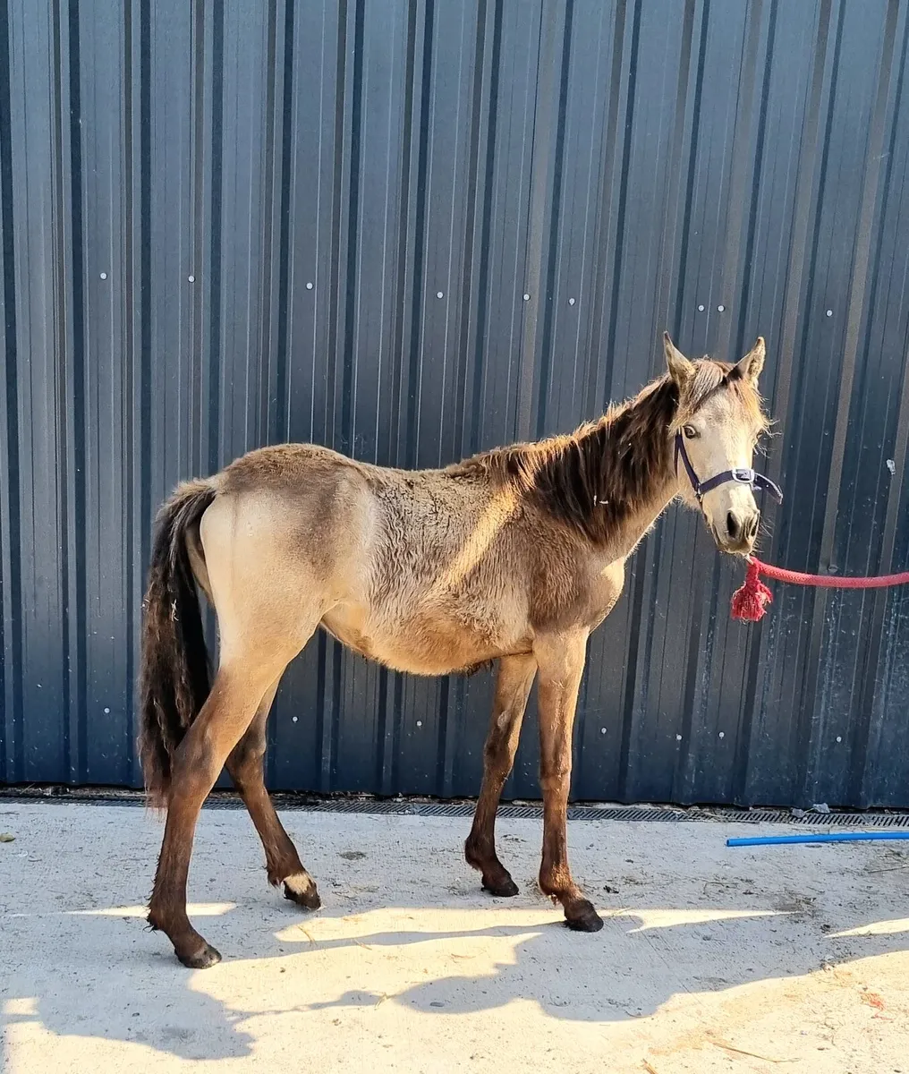 Dun yearling conamara filly - Image 1