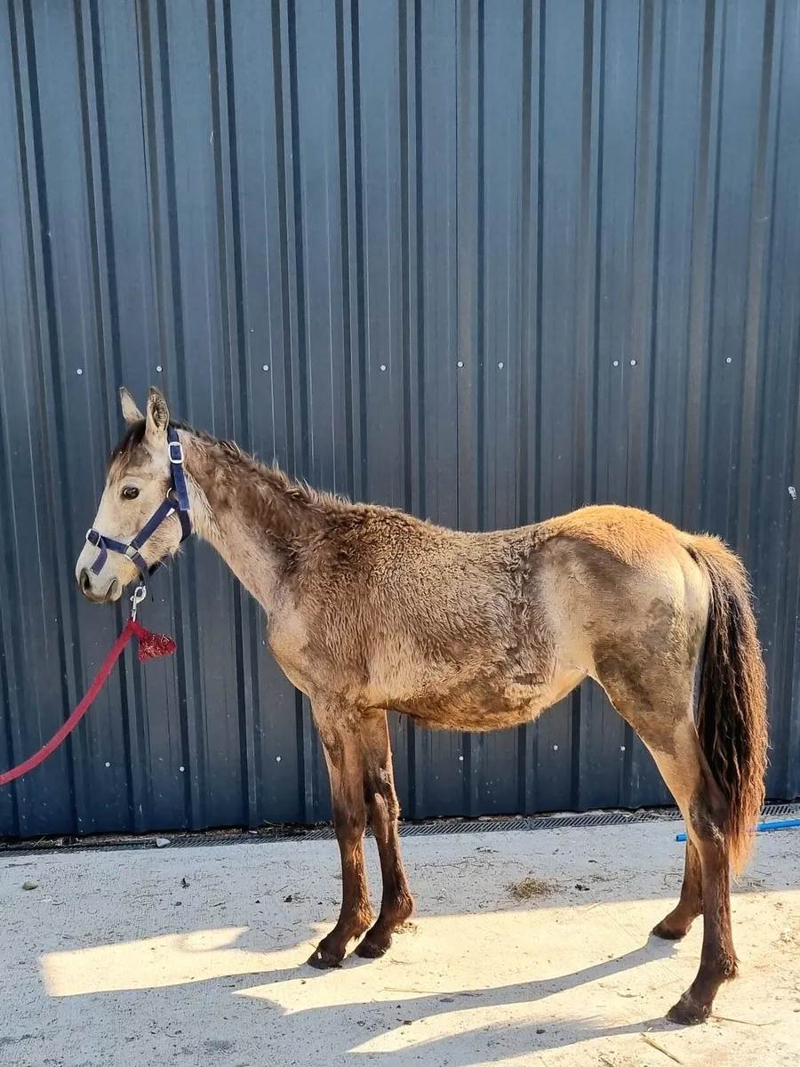 Dun yearling conamara filly - Image 2