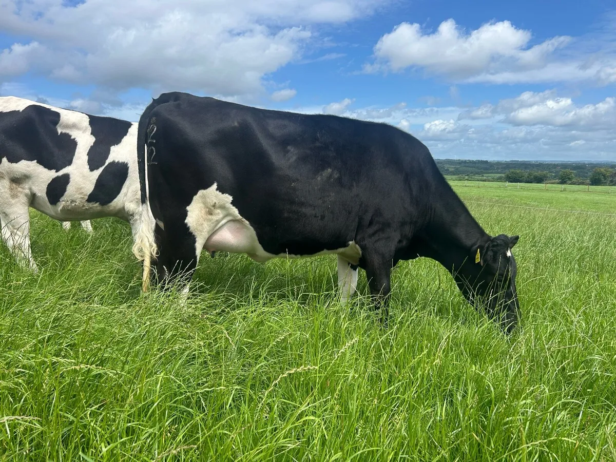 In calf Friesian Heifer - Image 1