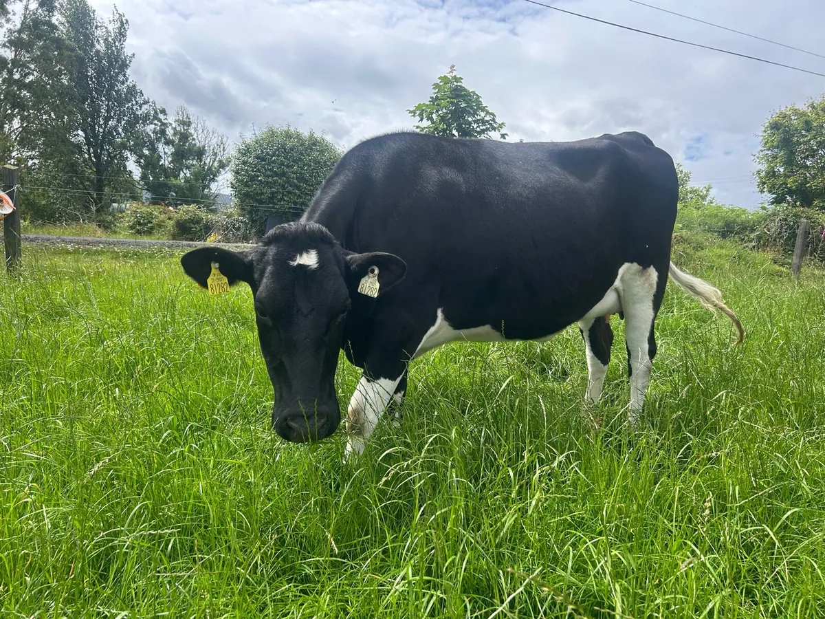 In calf Friesian Heifer - Image 2