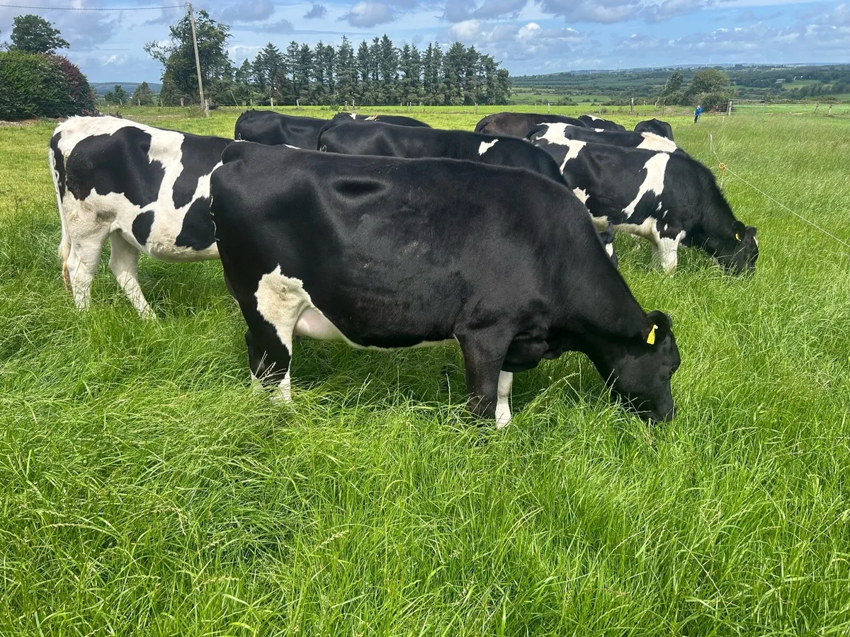 In calf Friesian Heifer - Image 3