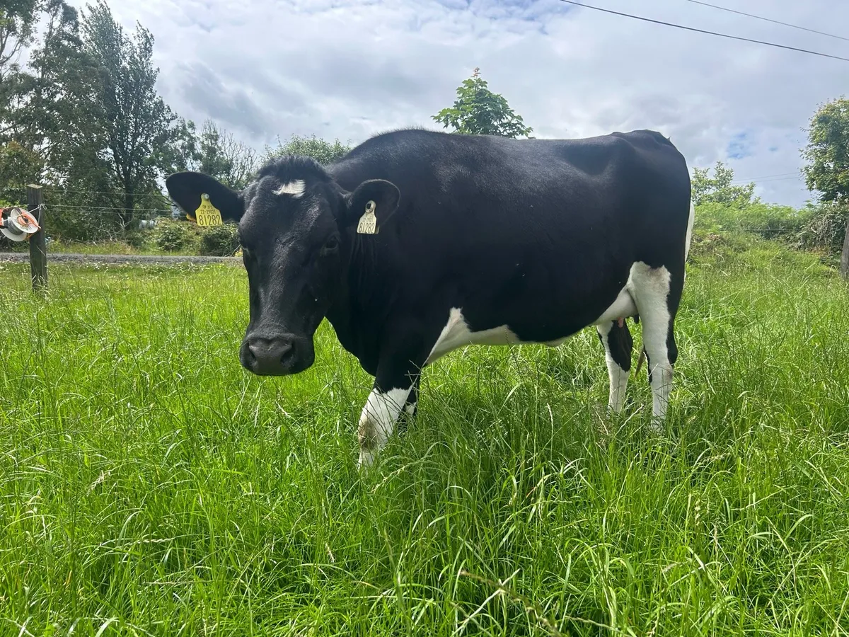 In calf Friesian Heifer - Image 4