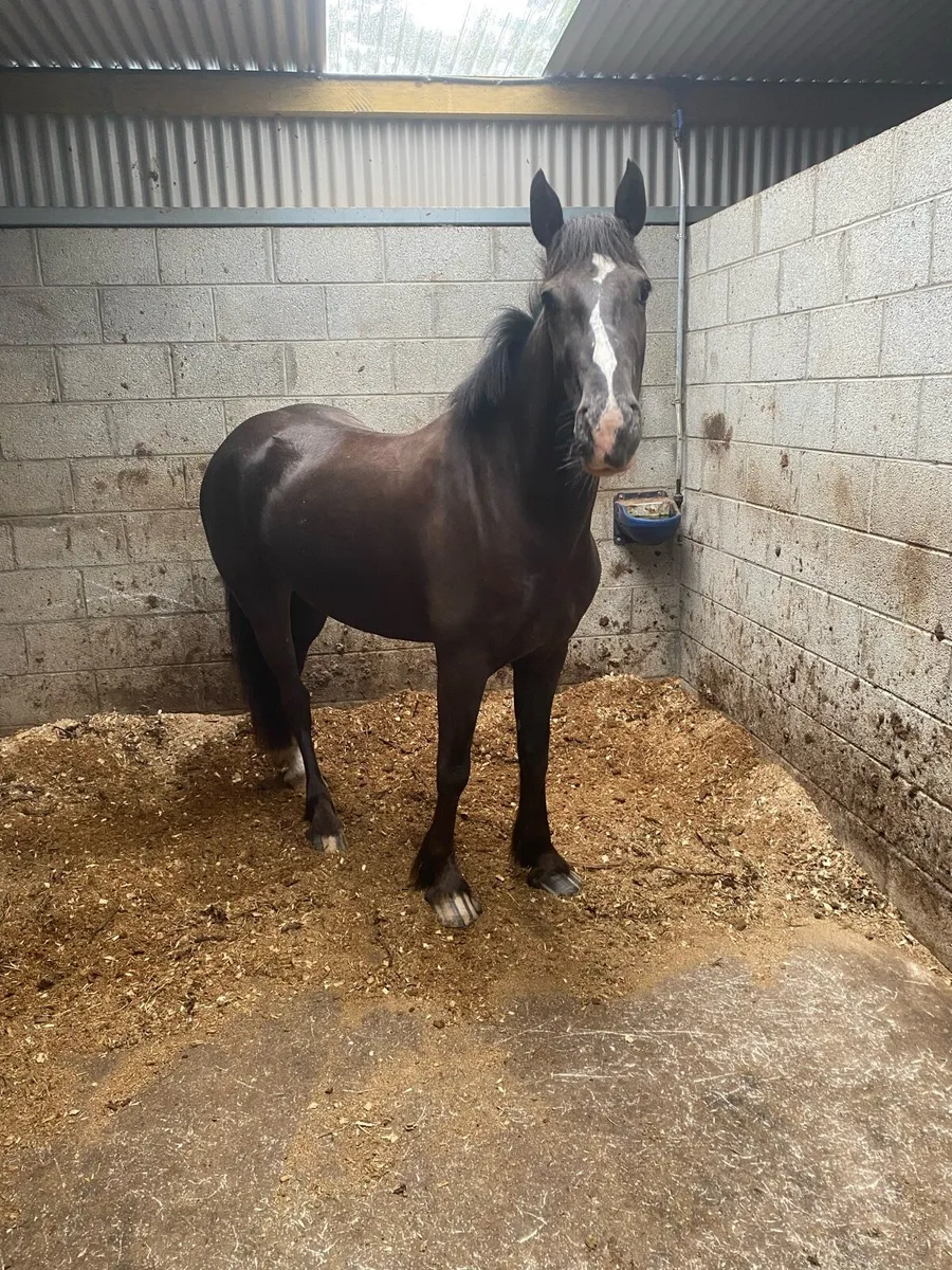 Quality 4 year old cob mare - Image 1