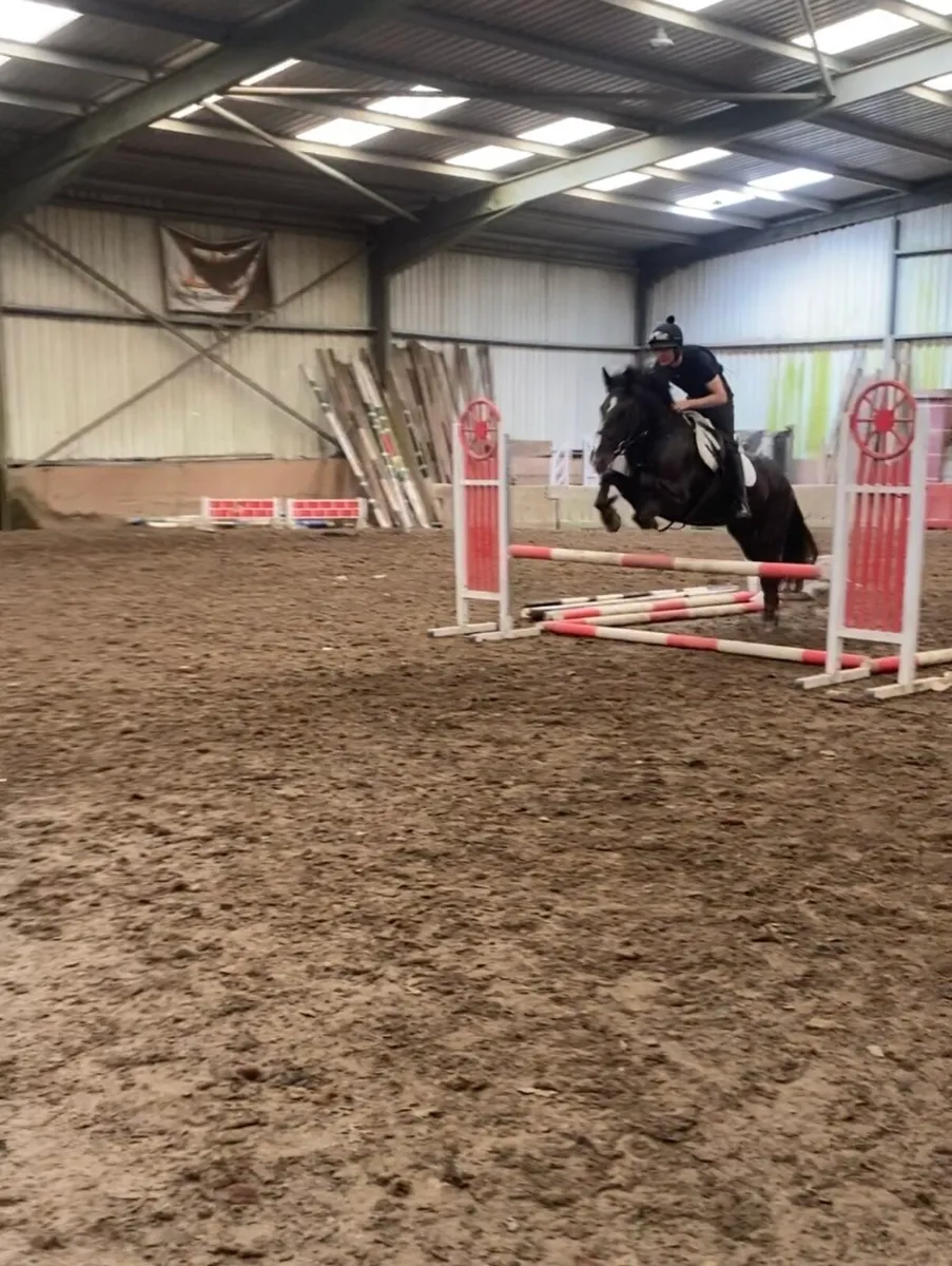 Quality 4 year old cob mare - Image 3