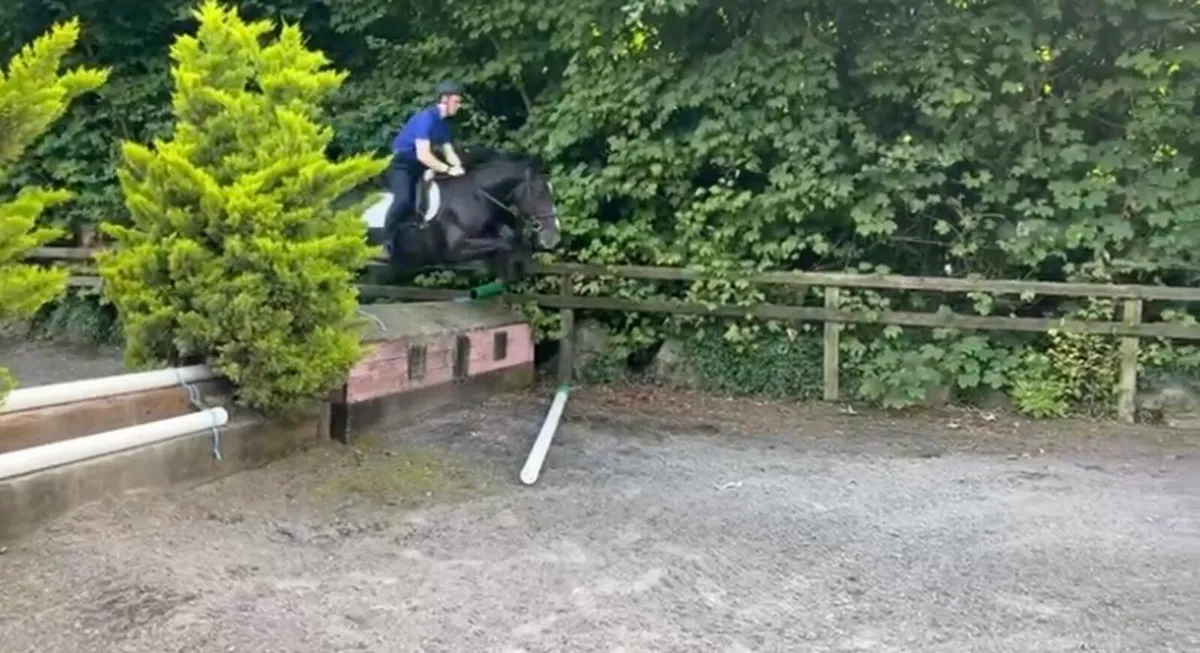 Quality 4 year old cob mare - Image 4