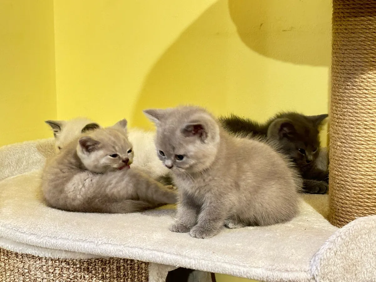 Kittens - Image 1