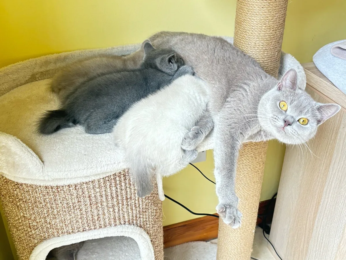 Kittens - Image 2