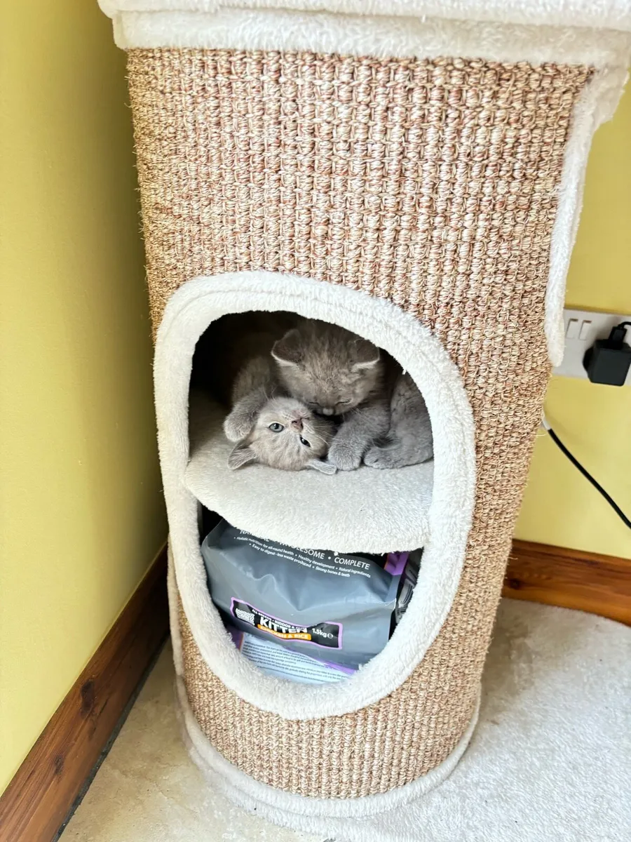 Kittens - Image 3
