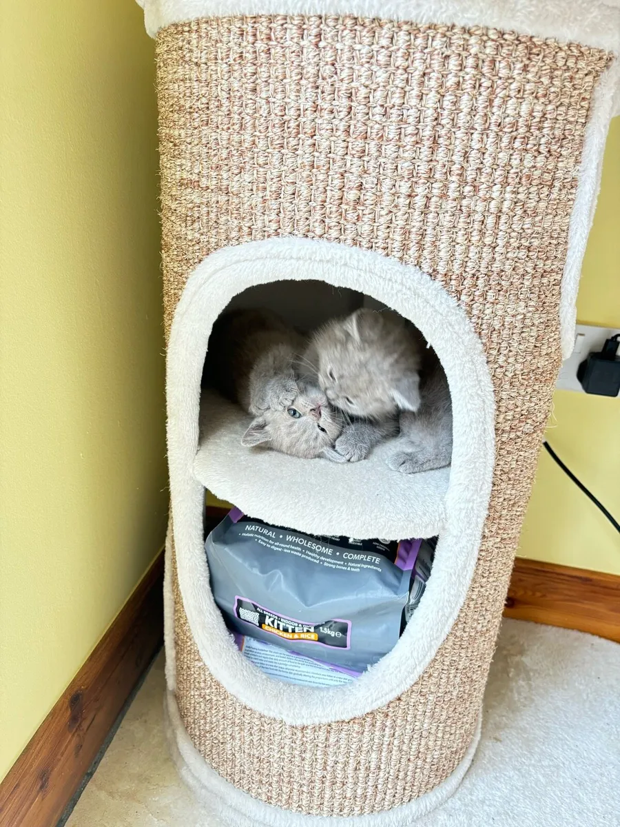 Kittens - Image 4