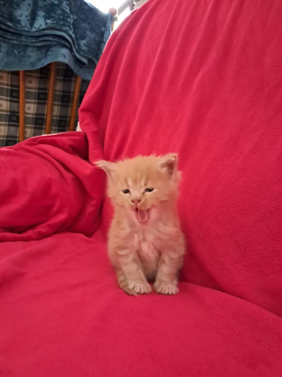 Pedigree  maine coon - Image 1