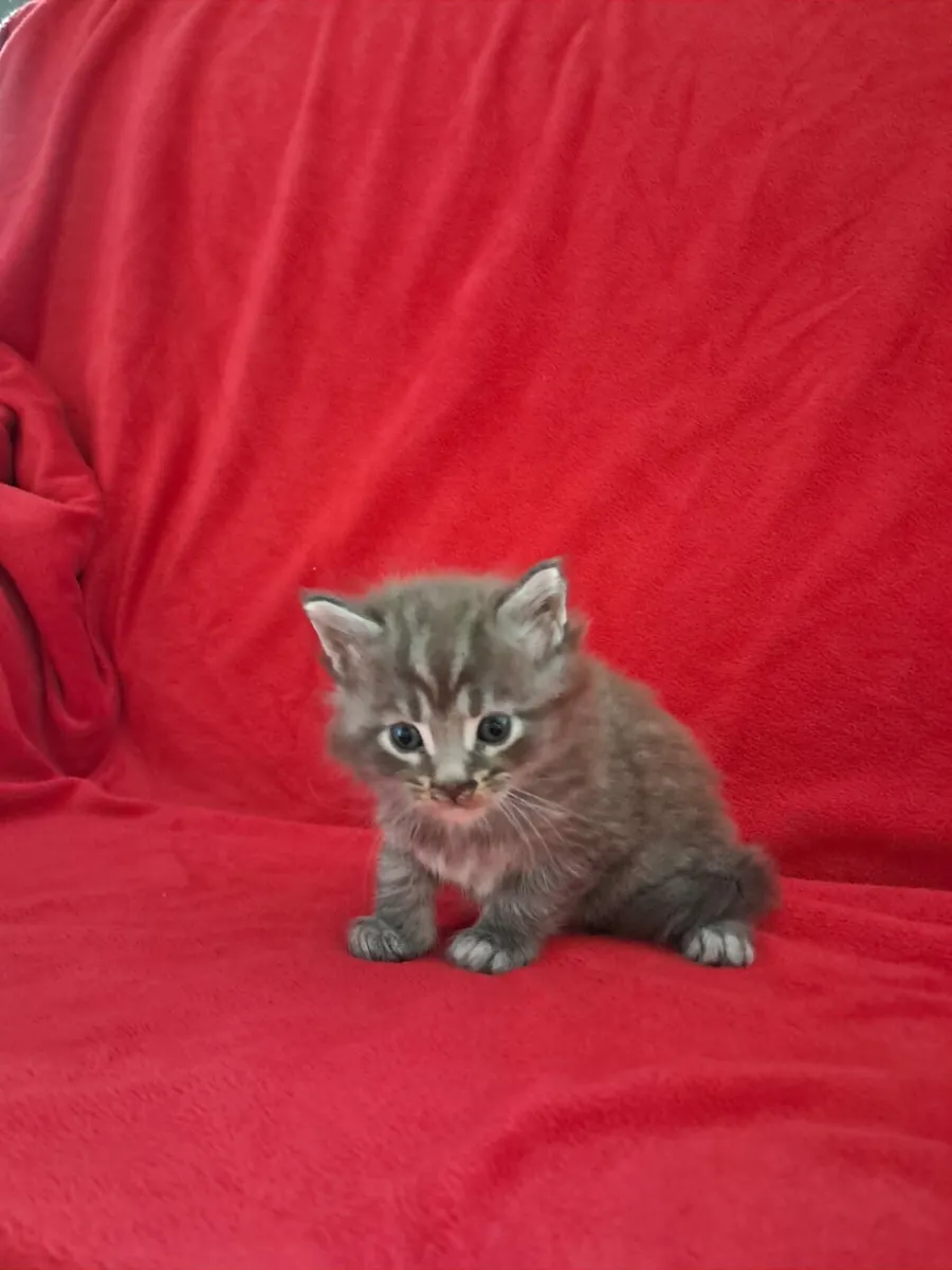 Pedigree  maine coon - Image 2