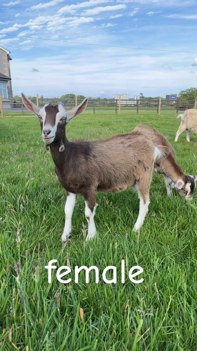 Toggenburg Goat Kids - Image 1