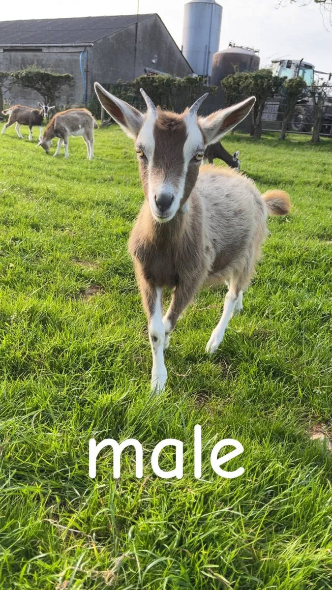 Toggenburg Goat Kids - Image 3
