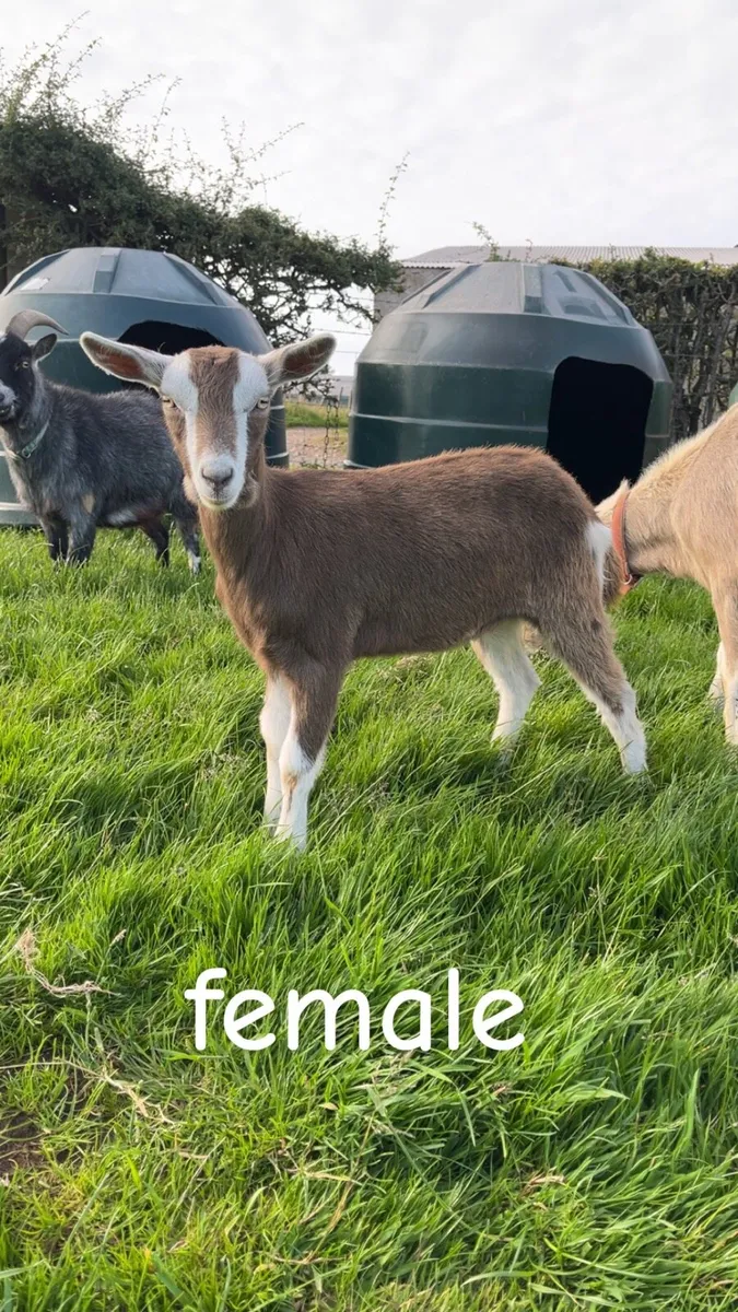 Toggenburg Goat Kids - Image 4