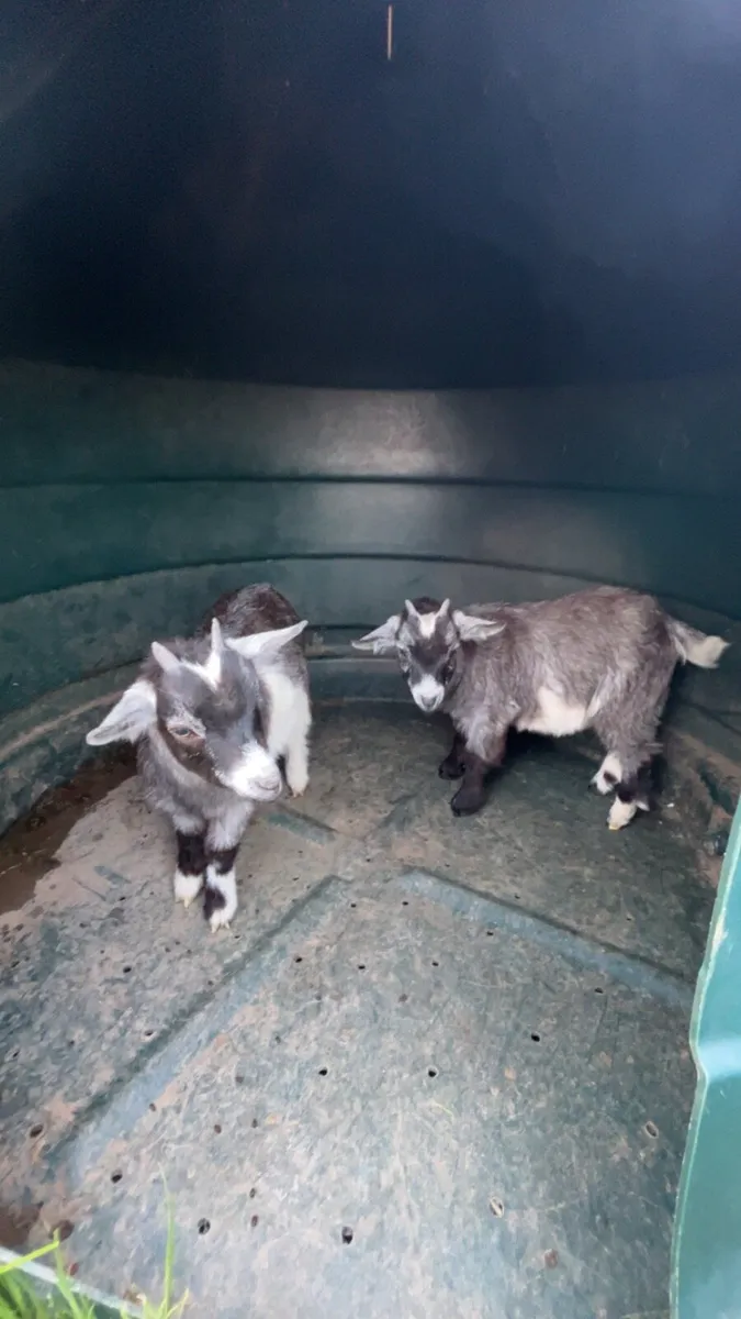 Female Pygmy Goat Kids - Image 2