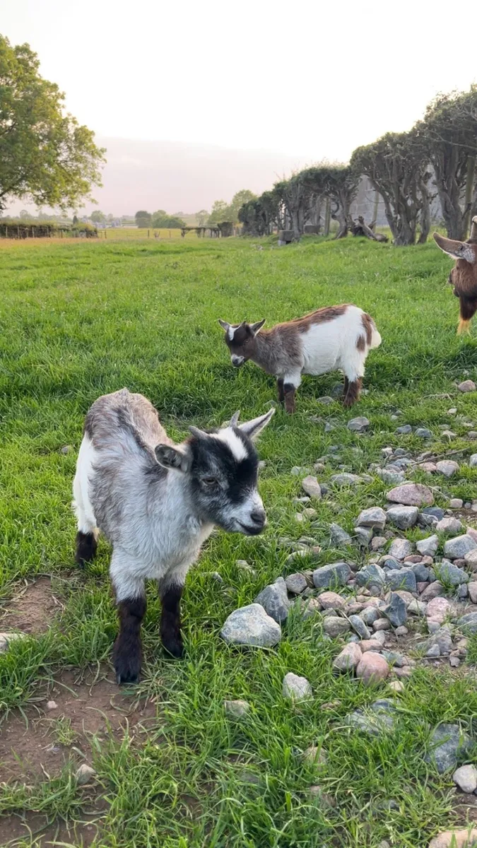 Female Pygmy Goat Kids - Image 1