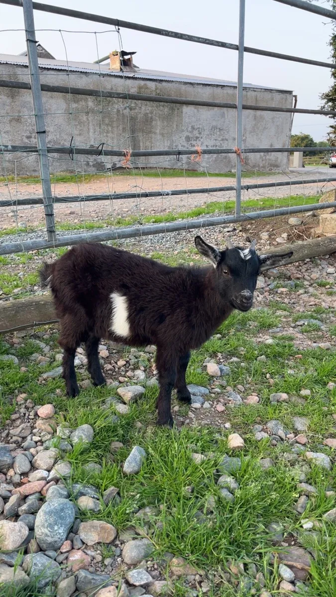Female Pygmy Goat Kids - Image 3