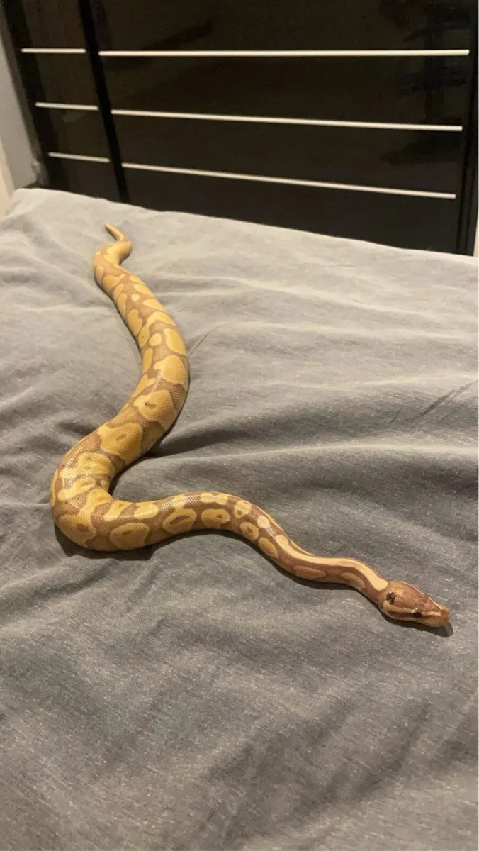 Ball python with enclosure - Image 1