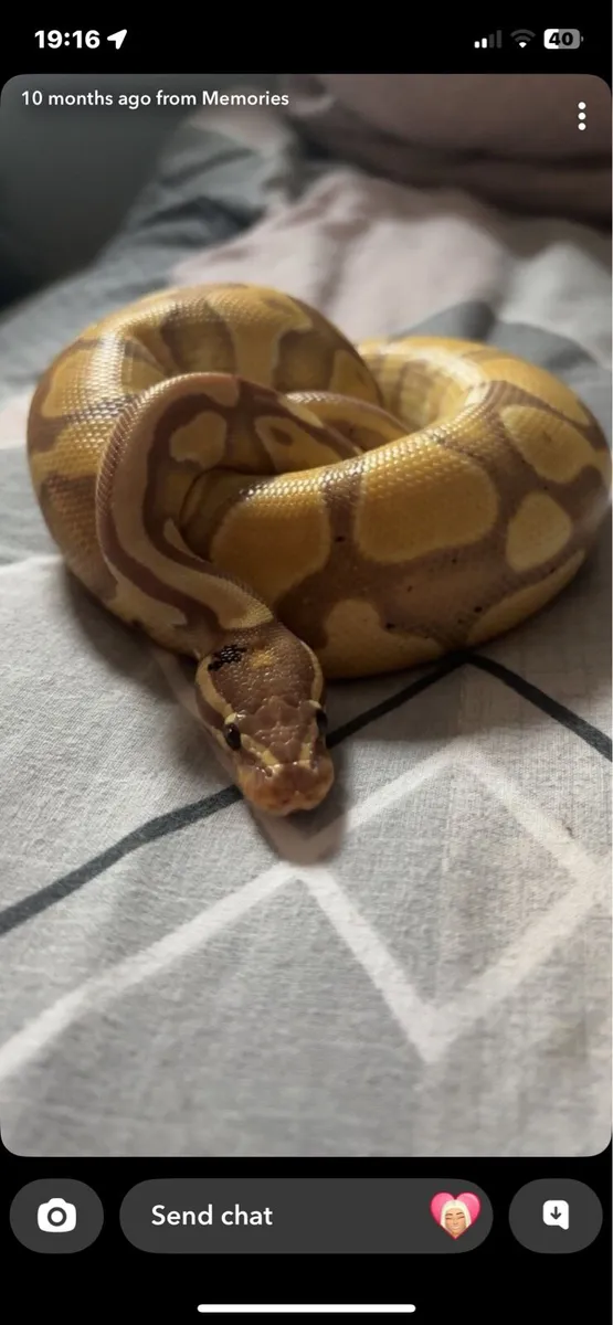 Ball python with enclosure - Image 2